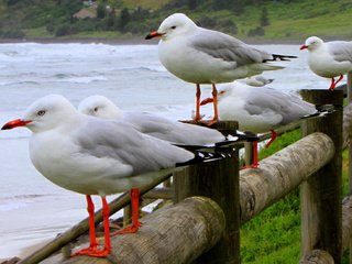 Обои волны, море, птицы, чайки, wave, sea, birds, seagulls разрешение 2336x1100 Загрузить