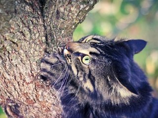 Обои глаза, дерево, кот, лето, eyes, tree, cat, summer разрешение 2880x1920 Загрузить