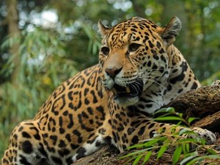 Обои морда, хищник, большая кошка, ягуар, оскал, дикая кошка, face, predator, big cat, jaguar, grin, wild cat разрешение 2880x1815 Загрузить