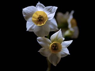 Обои цветы, природа, фон, нарциссы, flowers, nature, background, daffodils разрешение 2048x1365 Загрузить