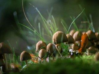 Обои трава, природа, осень, грибы, grass, nature, autumn, mushrooms разрешение 1920x1200 Загрузить