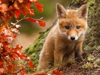 Обои взгляд, осень, куст, лис, лисенок, look, autumn, bush, fox разрешение 1920x1080 Загрузить