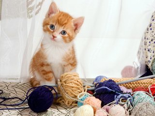 Обои кошка, котенок, рыжий котенок, пряжа, cat, kitty, ginger kitten, yarn разрешение 1920x1080 Загрузить