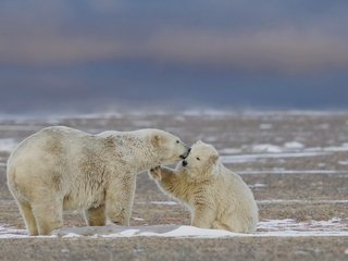 Обои природа, фон, белые, медведи, nature, background, white, bears разрешение 2048x1286 Загрузить