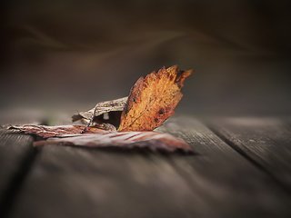 Обои природа, листья, осень, осенние листья, деревянная поверхность, nature, leaves, autumn, autumn leaves, wooden surface разрешение 2048x1380 Загрузить