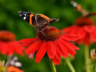 Обои природа, насекомое, цветок, цвет, бабочка, эхинацея, nature, insect, flower, color, butterfly, echinacea разрешение 1920x1154 Загрузить