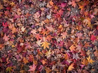 Обои природа, листья, осень, nature, leaves, autumn разрешение 2144x1424 Загрузить