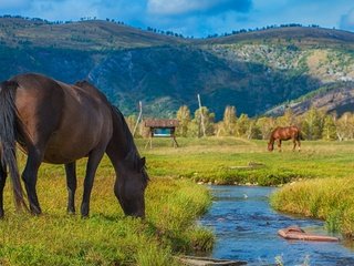 Обои река, горы, лошади, кони, речушка, пасутся, river, mountains, horse, horses, grazing разрешение 1920x1200 Загрузить