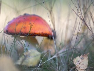 Обои природа, осень, гриб, nature, autumn, mushroom разрешение 4884x3173 Загрузить