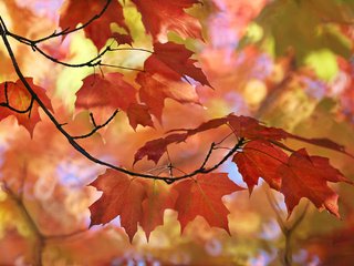 Обои природа, листья, макро, осень, размытость, клен, nature, leaves, macro, autumn, blur, maple разрешение 2048x1365 Загрузить