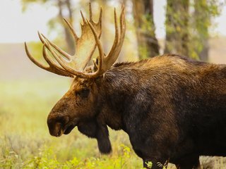 Обои природа, профиль, животное, рога, лось, nature, profile, animal, horns, moose разрешение 2040x1632 Загрузить