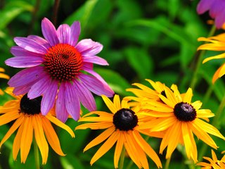Обои цветы, природа, лепестки, сад, луг, эхинацея, flowers, nature, petals, garden, meadow, echinacea разрешение 2048x1360 Загрузить