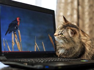 Обои кот, монитор, птичка, котяра, cat, monitor, bird, tomcat разрешение 1920x1080 Загрузить