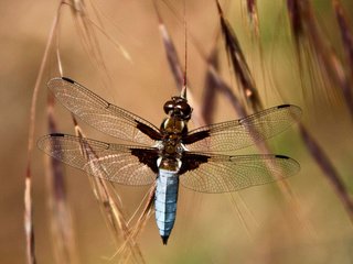 Обои глаза, трава, насекомое, крылья, стрекоза, колоски, eyes, grass, insect, wings, dragonfly, spikelets разрешение 2048x1656 Загрузить