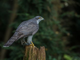 Обои природа, птица, клюв, хищная, ястреб-тетеревятник, nature, bird, beak, predatory, goshawk разрешение 2048x1365 Загрузить