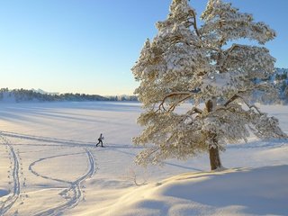 Обои дерево, зима, пейзаж, одинокое, лыжница, tree, winter, landscape, alone, skier разрешение 3776x2520 Загрузить