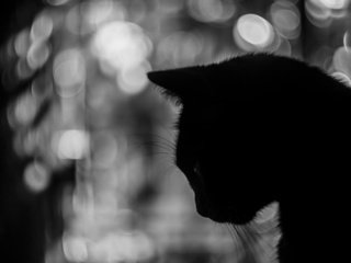 Обои фон, кот, усы, чёрно-белое, силуэт, background, cat, mustache, black and white, silhouette разрешение 2048x1365 Загрузить