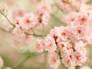 Обои цветение, ветки, вишня, сакура, цветки, боке, flowering, branches, cherry, sakura, flowers, bokeh разрешение 2674x1702 Загрузить