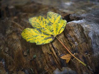 Обои природа, осень, лист, nature, autumn, sheet разрешение 2048x1366 Загрузить