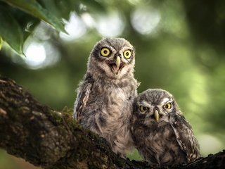 Обои сова, совы, природа, дерево, листья, птицы, клюв, пара, перья, owl, owls, nature, tree, leaves, birds, beak, pair, feathers разрешение 1920x1200 Загрузить