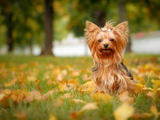 Обои трава, листья, осень, собака, йорк, йоркширский терьер, grass, leaves, autumn, dog, york, yorkshire terrier разрешение 2880x1779 Загрузить