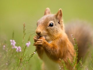 Обои цветы, трава, природа, фон, цветок, животное, белка, flowers, grass, nature, background, flower, animal, protein разрешение 2048x1280 Загрузить