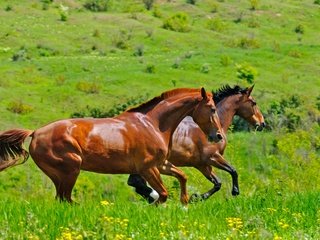 Обои трава, поле, пара, лошади, кони, два, двое, коричневые, скачут, jump, grass, field, pair, horse, horses, two, brown разрешение 2880x1913 Загрузить