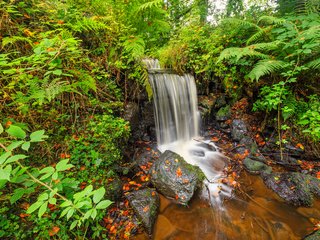 Обои природа, камни, растения, ручей, водопад, осень, папоротник, nature, stones, plants, stream, waterfall, autumn, fern разрешение 2738x1825 Загрузить