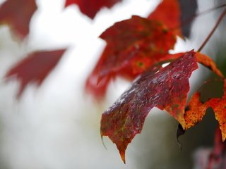 Обои природа, листья, осень, размытость, осенние листья, nature, leaves, autumn, blur, autumn leaves разрешение 2560x1707 Загрузить