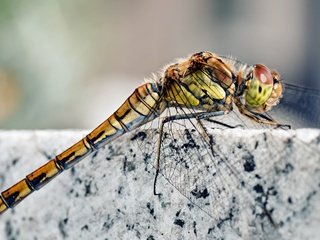 Обои насекомое, крылья, камень, ноги, стрекоза, мрамор, гранит, голова, insect, wings, stone, feet, dragonfly, marble, granite, head разрешение 3840x2128 Загрузить