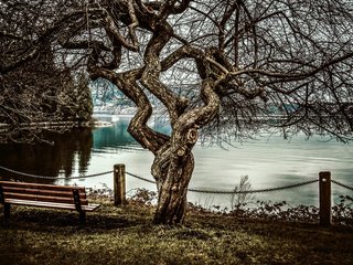 Обои дерево, море, скамья, tree, sea, bench разрешение 5625x3740 Загрузить