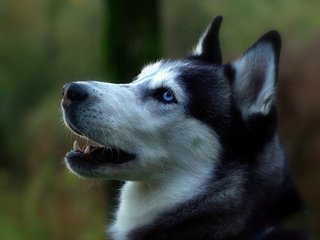 Обои портрет, собака, профиль, сибирский хаски, portrait, dog, profile, siberian husky разрешение 1920x1200 Загрузить