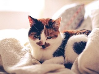 Обои кот, кровать, одеяло, подушка, cat, bed, blanket, pillow разрешение 2304x1536 Загрузить