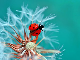 Обои жук, макро, цветок, божья коровка, одуванчик, beetle, macro, flower, ladybug, dandelion разрешение 2048x1410 Загрузить