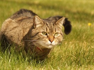 Обои трава, кот, смотрит, взгляд, сидит, ошейник, grass, cat, looks, look, sitting, collar разрешение 2880x1914 Загрузить