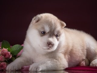 Обои цветы, розы, щенок, хаски, милый, flowers, roses, puppy, husky, cute разрешение 2400x1487 Загрузить