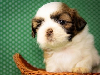 Обои собака, щенок, малыш, ши-тцу, dog, puppy, baby, shih tzu разрешение 2048x1537 Загрузить