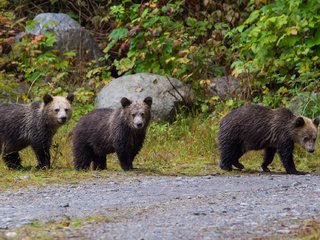 Обои природа, медведь, прогулка, медведи, бурый медведь, nature, bear, walk, bears, brown bear разрешение 2334x1285 Загрузить