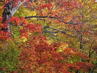 Обои деревья, листья, ветки, осень, trees, leaves, branches, autumn разрешение 2048x1365 Загрузить