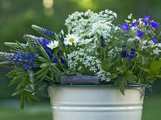 Обои цветы, лето, полевые, ведро, flowers, summer, field, bucket разрешение 2880x1884 Загрузить