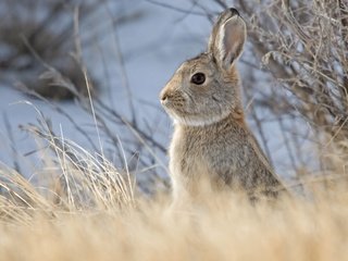 Обои небо, животные, кролик, заяц, грызун, былинки, the sky, animals, rabbit, hare, rodent, blade разрешение 2880x2304 Загрузить