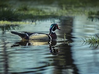 Обои вода, озеро, птица, утка, water, lake, bird, duck разрешение 2048x1339 Загрузить