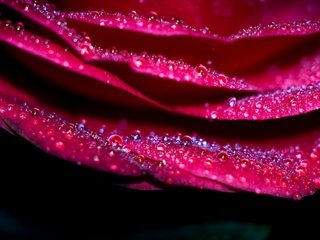 Обои макро, цветок, капли, роза, лепестки, macro, flower, drops, rose, petals разрешение 2048x1152 Загрузить