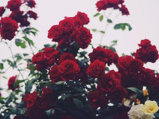 Обои цветы, розы, лепестки, куст красных роз, flowers, roses, petals, bush of red roses разрешение 4928x3264 Загрузить