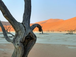 Обои деревья, природа, пустыня, коряги, trees, nature, desert, driftwood разрешение 4141x2681 Загрузить