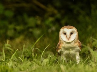 Обои глаза, трава, сова, взгляд, птица, сипуха, eyes, grass, owl, look, bird, the barn owl разрешение 2048x1280 Загрузить