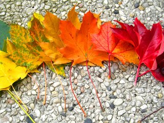 Обои камни, листья, осень, радуга, клен, stones, leaves, autumn, rainbow, maple разрешение 2968x1524 Загрузить