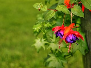 Обои цветы, макро, листочки, фуксия, flowers, macro, leaves, fuchsia разрешение 4912x2760 Загрузить