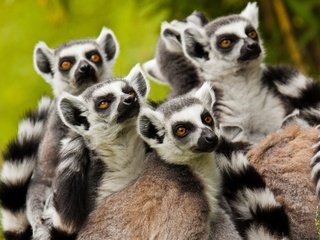 Обои лемуры, лемур, приматы, семейство, кошачий лемур, катта, lemurs, lemur, primates, family, a ring-tailed lemur, katta разрешение 2880x1920 Загрузить
