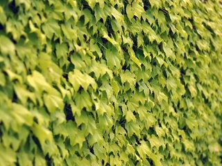 Обои текстура, листья, стена, texture, leaves, wall разрешение 1920x1200 Загрузить